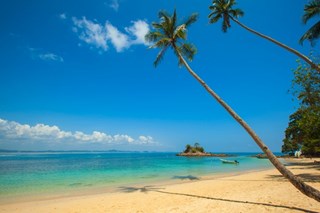 beach view with palm trees