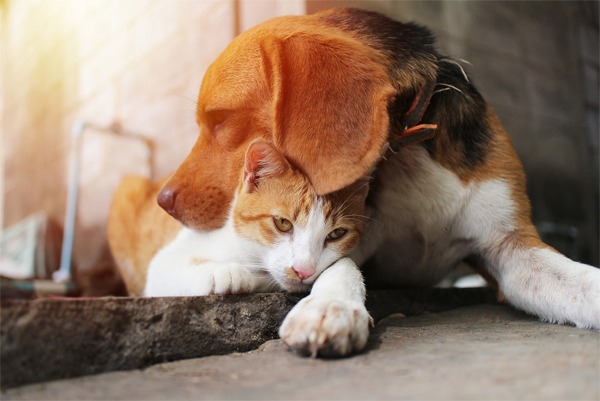 What Is The Best Pet Insurance 2021 Moneyfacts Co Uk