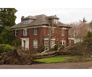 Fallen tree outside a home after a storm